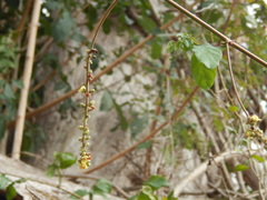 Paullinia sessiliflora