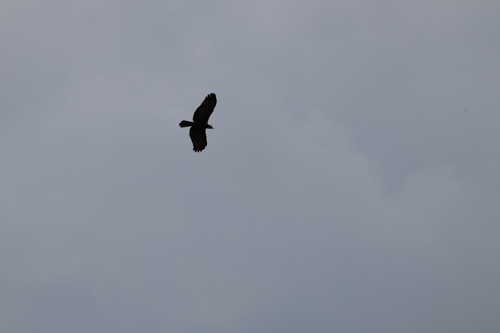 African Harrier-Hawk