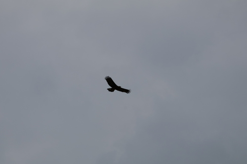 African Harrier-Hawk