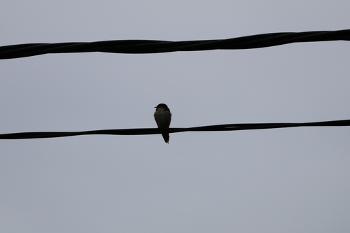 Ethiopian Swallow (Hirundo aethiopica), photo 9