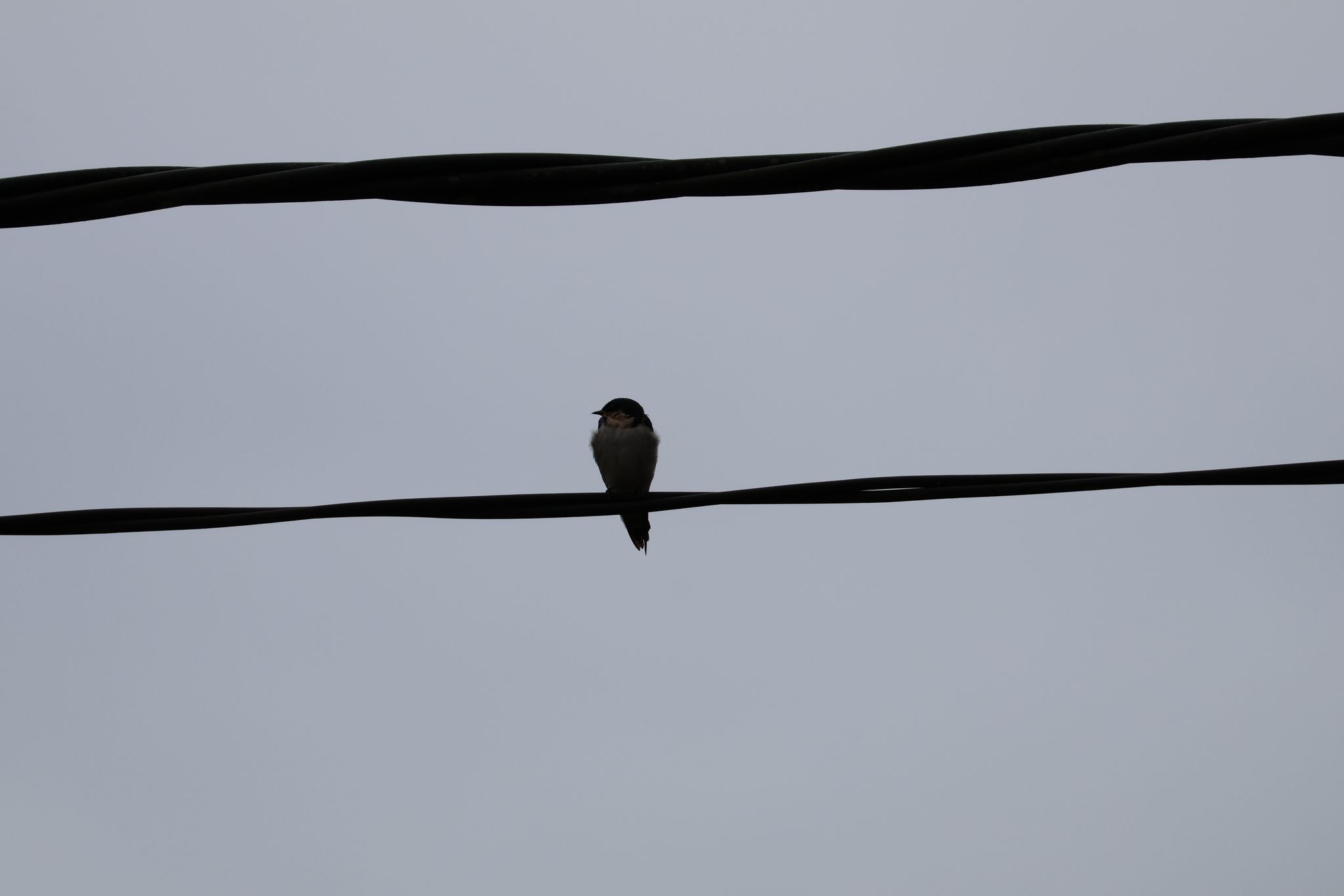 Ethiopian Swallow (Hirundo aethiopica), photo 9