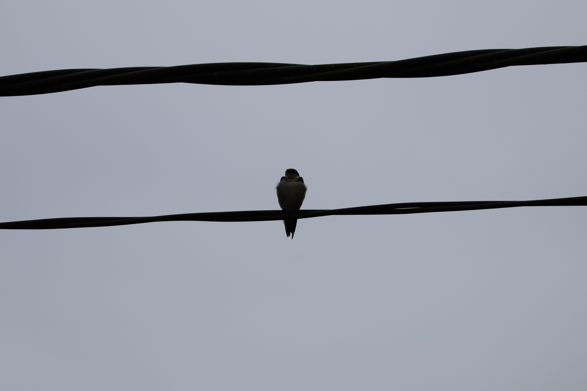 Ethiopian Swallow (Hirundo aethiopica), photo 7