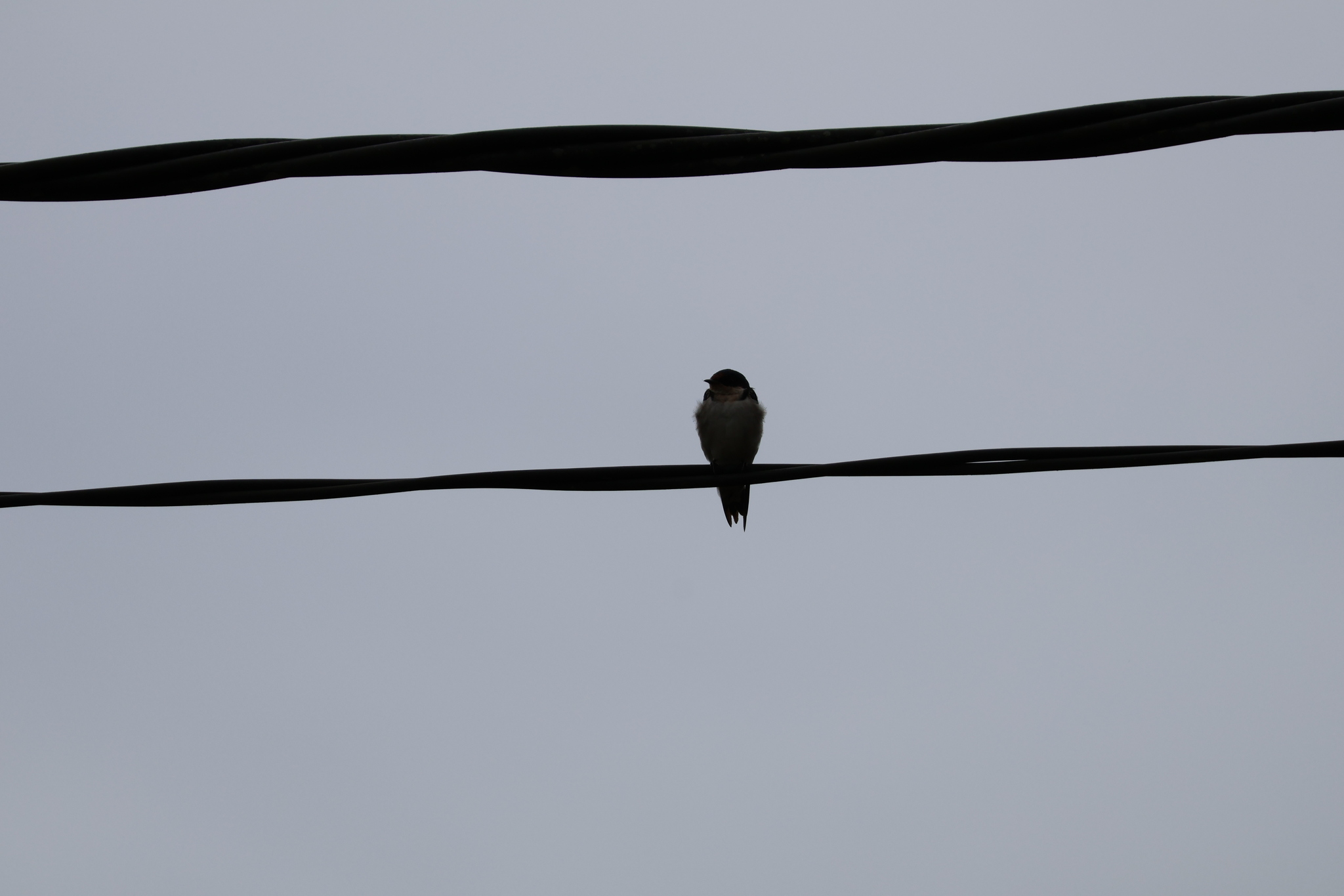 Ethiopian Swallow (Hirundo aethiopica), photo 8