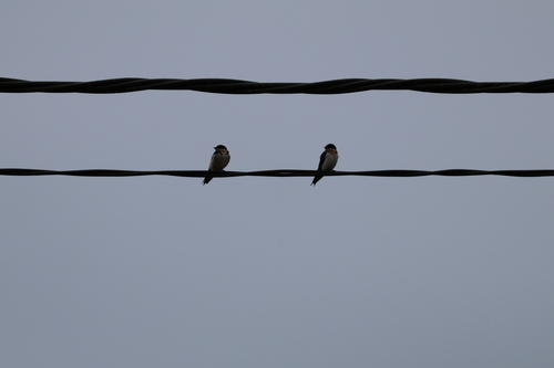 Ethiopian Swallow (Hirundo aethiopica), photo 3