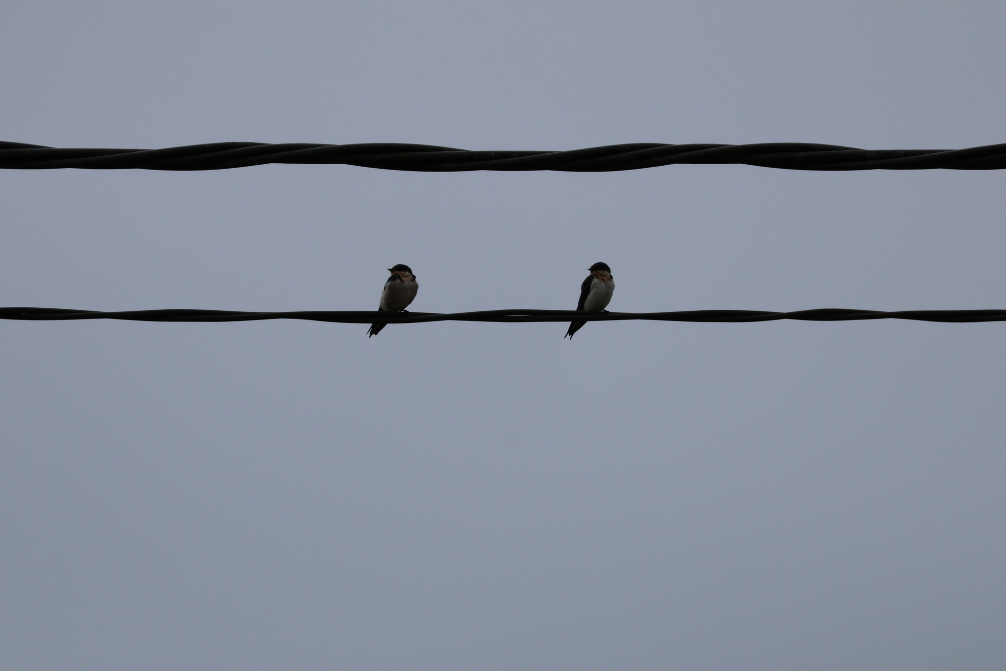 Ethiopian Swallow (Hirundo aethiopica), photo 2