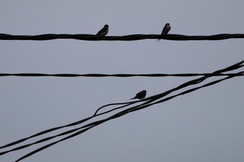 Ethiopian Swallow (Hirundo aethiopica), photo 4