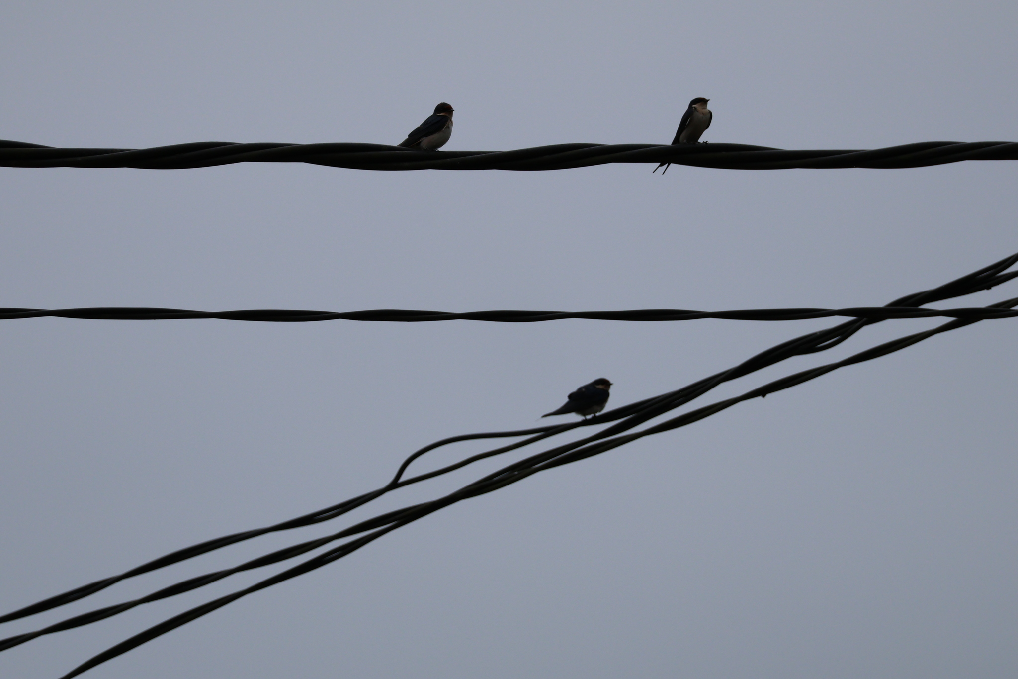 Ethiopian Swallow (Hirundo aethiopica), photo 3