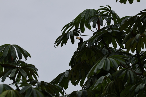 Congo Pied Hornbill