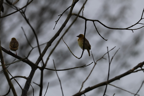 Village Weaver
