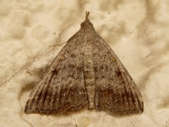 Tetanolita palligera