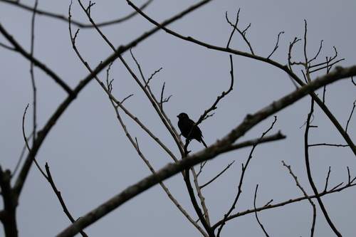 Vieillot's Black Weaver (Ploceus nigerrimus), photo 5