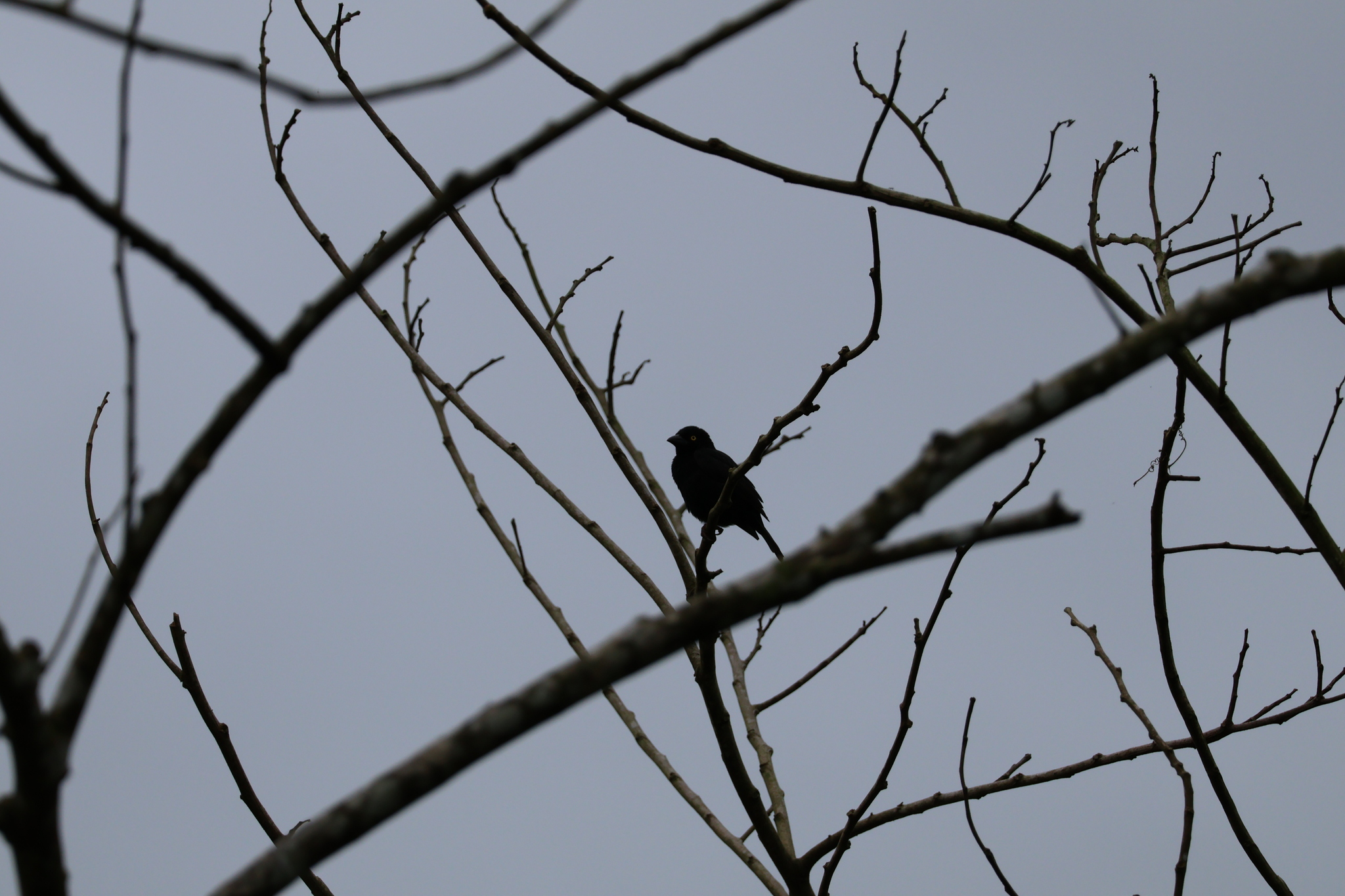 Vieillot's Black Weaver (Ploceus nigerrimus), photo 3