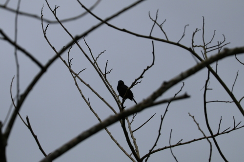 Vieillot's Black Weaver (Ploceus nigerrimus), photo 10