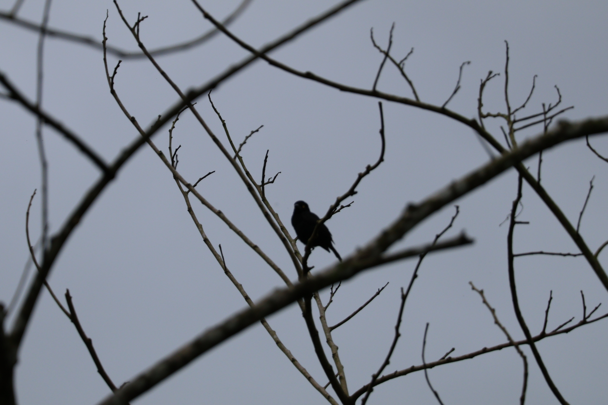 Vieillot's Black Weaver (Ploceus nigerrimus), photo 4
