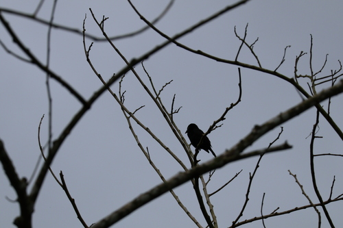 Vieillot's Black Weaver
