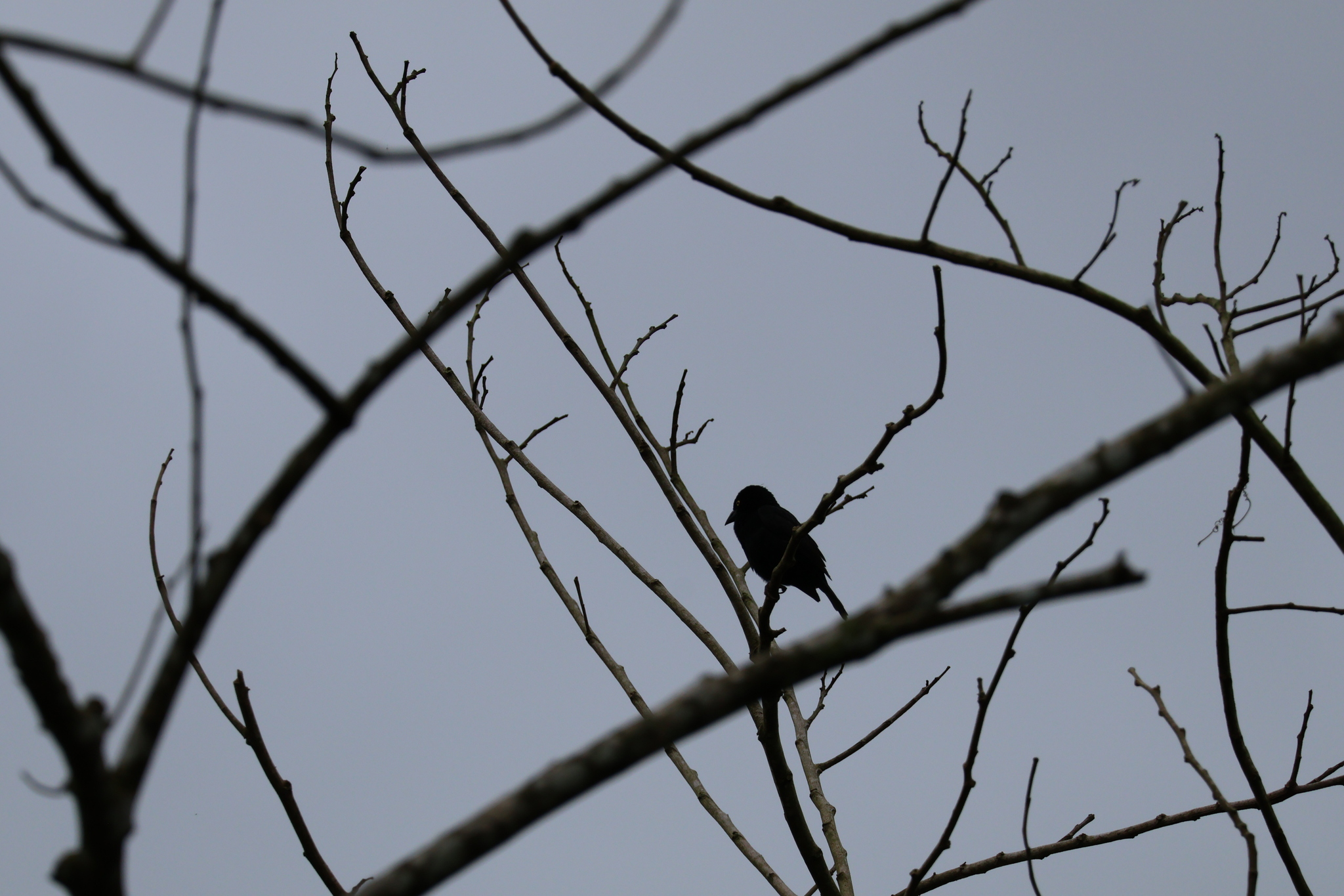 Vieillot's Black Weaver (Ploceus nigerrimus), photo 2