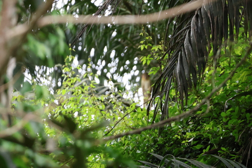 Northern Talapoin Monkey