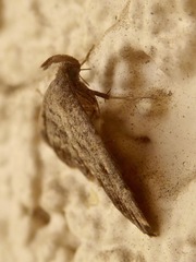 Tetanolita palligera