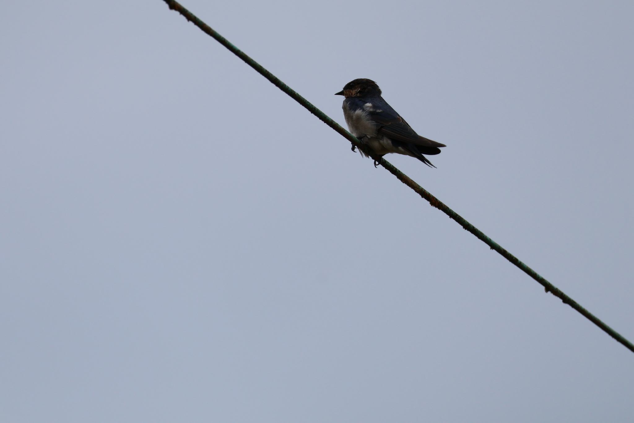Ethiopian Swallow (Hirundo aethiopica), photo 10