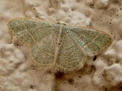 Chlorochlamys