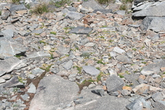 Selaginella watsonii