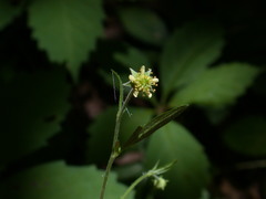 Geum virginianum