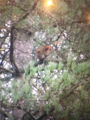 Tamiasciurus hudsonicus