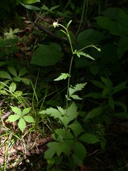Geum virginianum