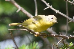 Leiothlypis ruficapilla image