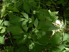 Geum virginianum
