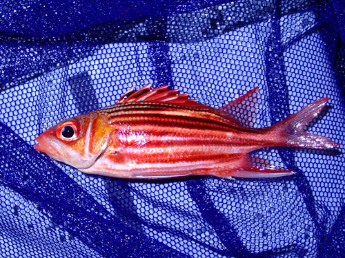 Sargocentron ittodai observed 2024-12-01