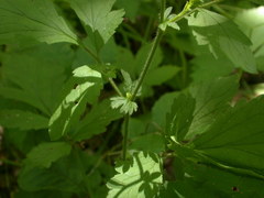 Geum virginianum
