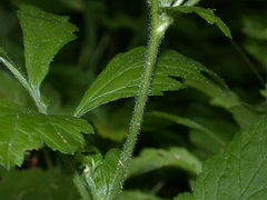 Geum virginianum