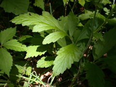 Geum virginianum