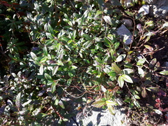 Vaccinium boreale