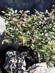 Vaccinium boreale