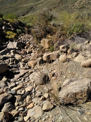 Polygala ephedroides