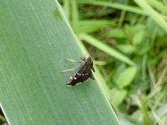 Hymenia perspectalis
