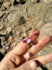 Polygala ephedroides