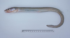 Gnathophis umbrellabius