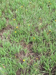 Tridax coronopifolia