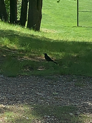 Common Grackle