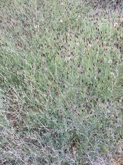 Porophyllum linaria