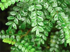 Zanthoxylum beecheyanum