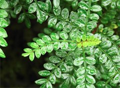 Zanthoxylum beecheyanum