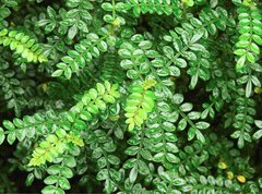 Zanthoxylum beecheyanum