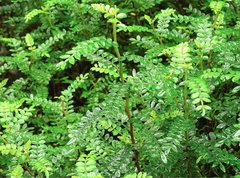 Zanthoxylum beecheyanum