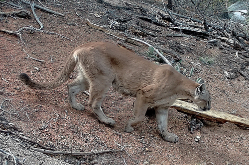 Mountain Lion photographed in New Mexico