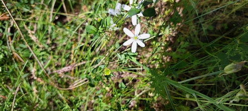Ornithogalum comosum, photograph 6