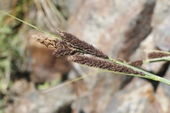 Carex congdonii